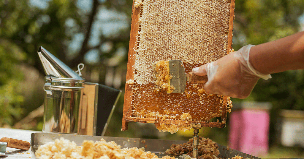 عملية استخراج العسل