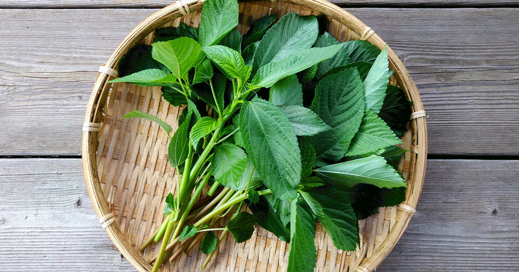 أوراق الملوخية