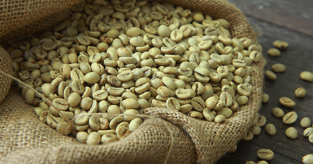 حبوب القهوة الخضراء