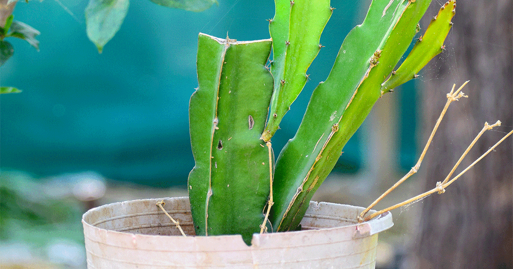 زراعة فاكهة التنين