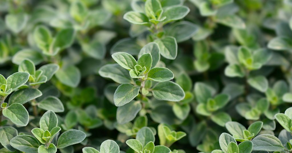 ما هو البردقوش وما هي فوائده؟