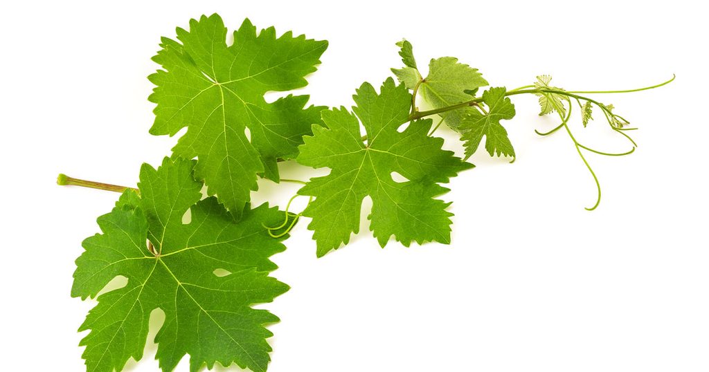 ورق عنب جاهز للتخزين!