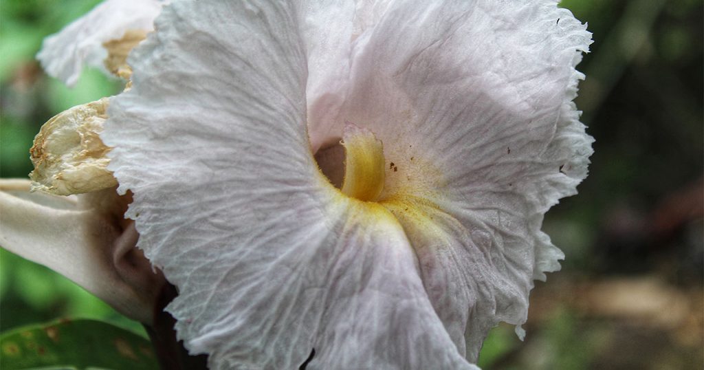 زهرة القسط الهندي!