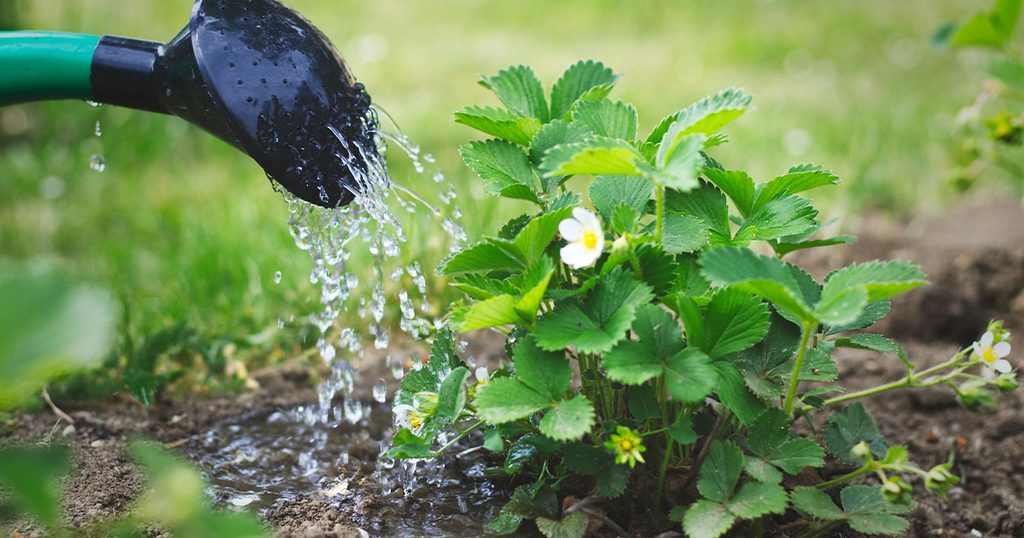 زراعة الفراولة