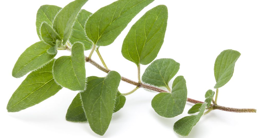 عشبة الأوريجانو الصحية