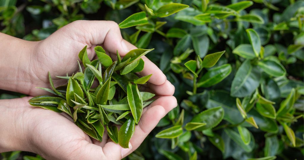 الشاي الأخضر