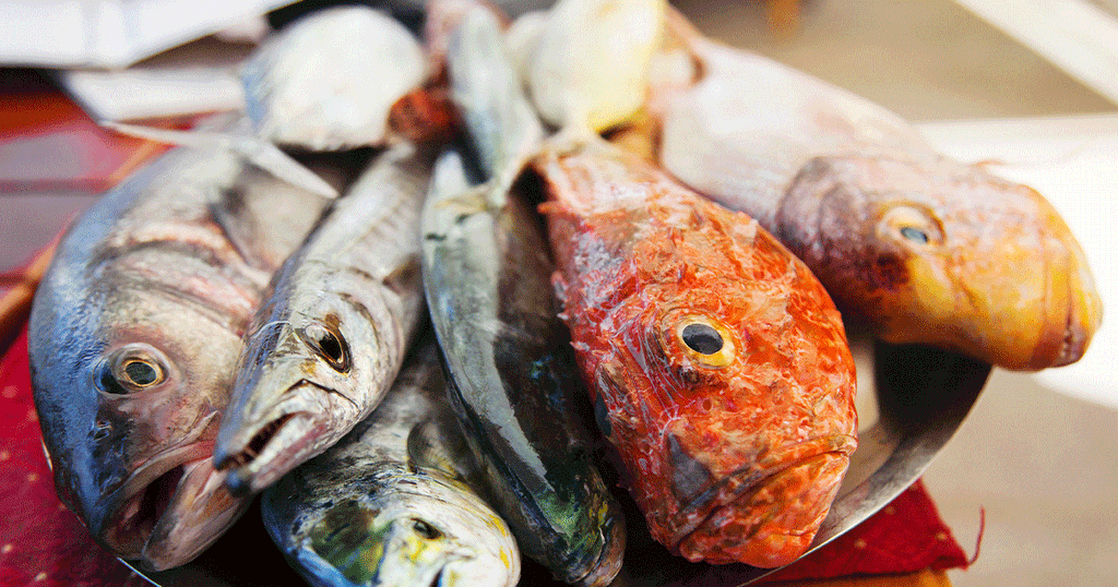 أنواع مختلفة من السمك