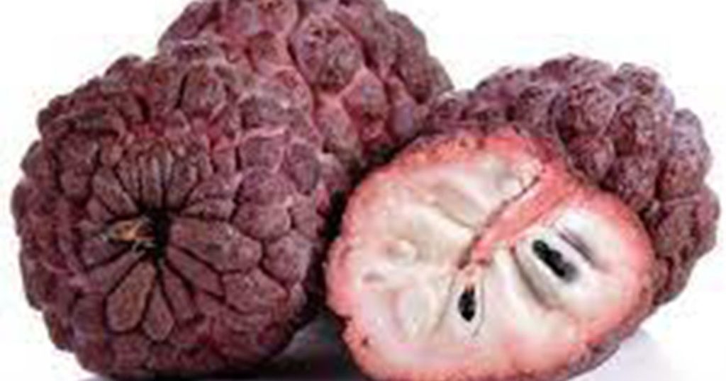 القشطة الحمراء