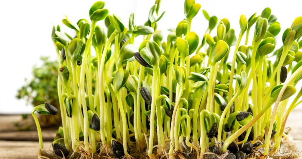 براعم البروكلي