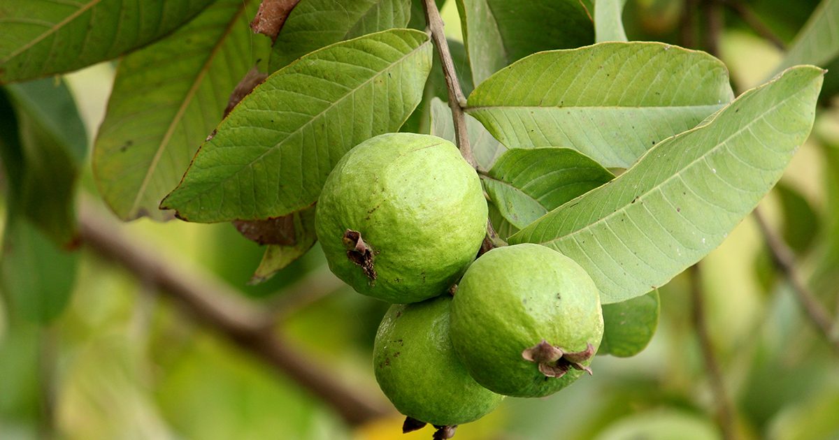 أوراق الجوافة: فوائد كثيرة قد تتفوق على الفاكهة نفسها!