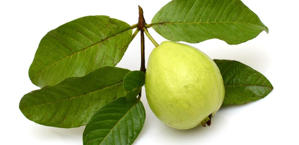 ورق الجوافة