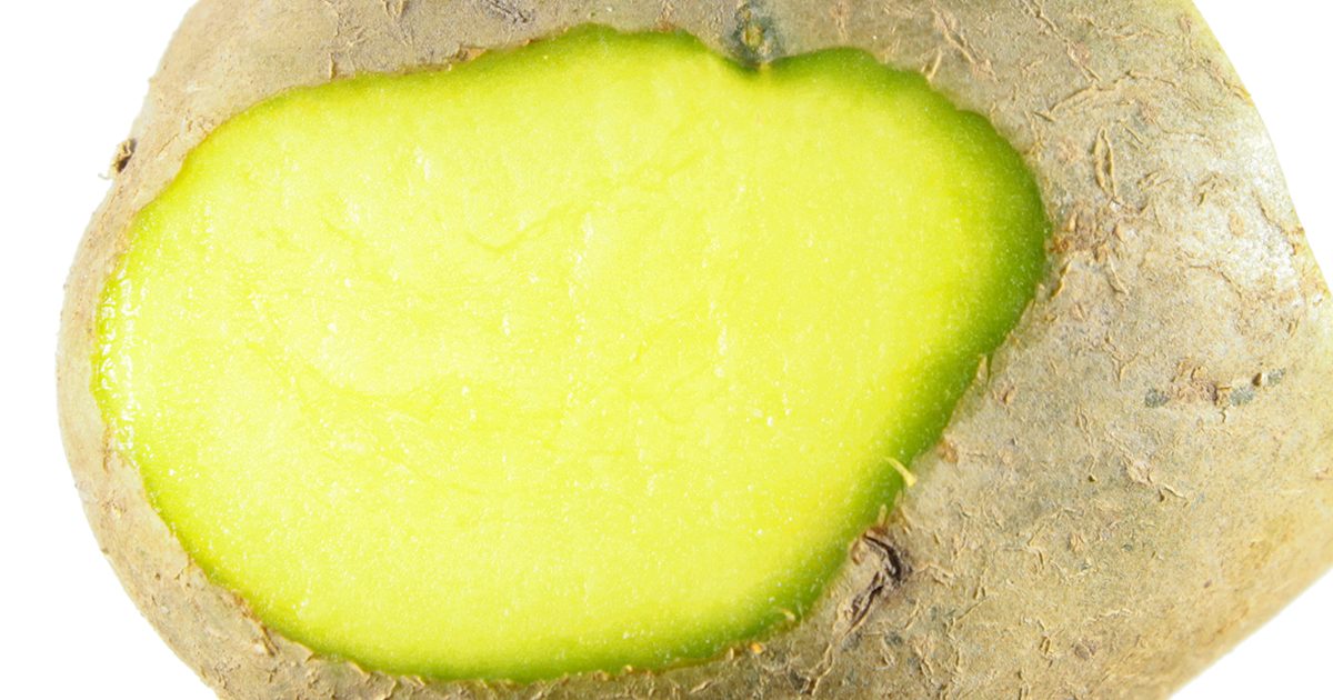 هل من الآمن تناول البطاطس التي تحتوي على بقع خضراء؟
