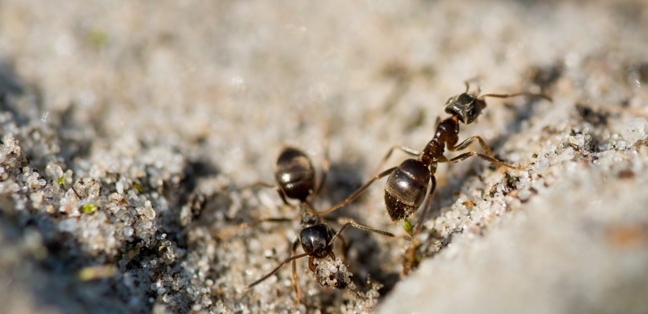 حيلة بسيطة تقضي على النمل في حوض المجلى نهائيا!