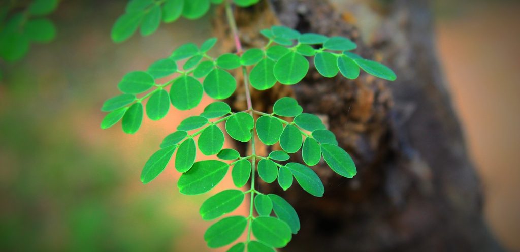 أوراق المورينجا