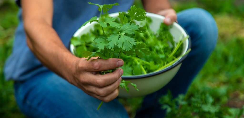 البقدونس الطازج