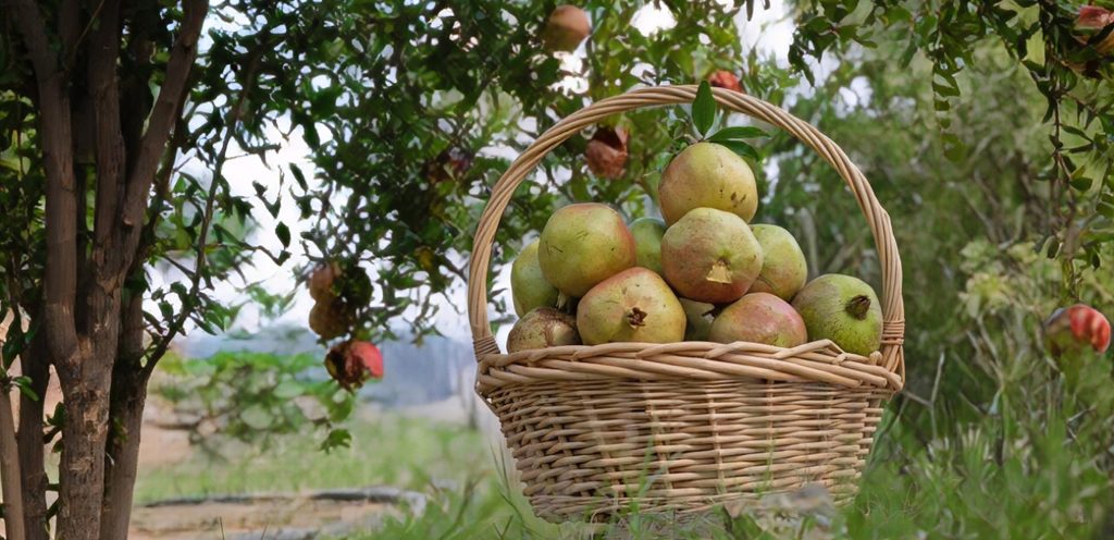 رمان الباحة