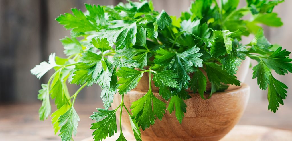 فوائد البقدونس