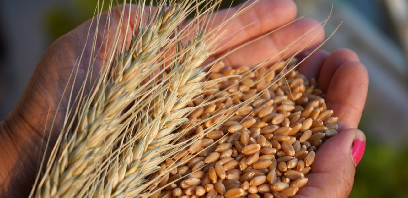 أبرز طرق الوقاية من حساسية القمح