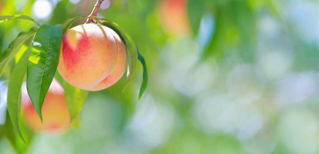 حبات من الخوخ