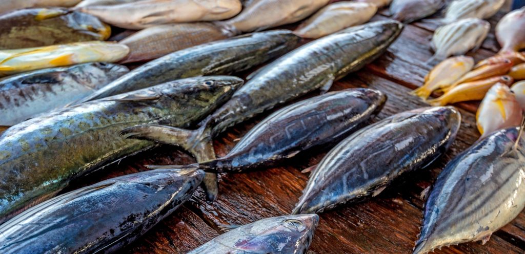 أنواع من الأسماك