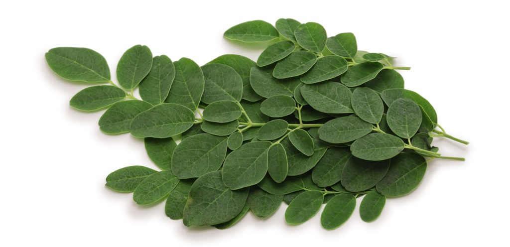 فوائد المورينجا