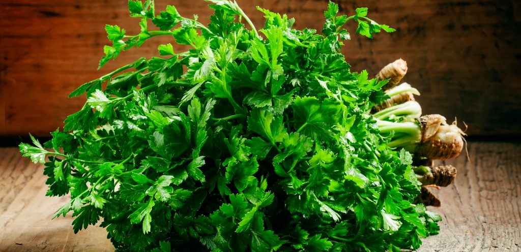 البقدونس الإيطالي