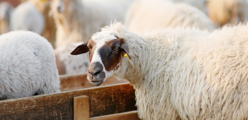 فوائد حليب الغنم