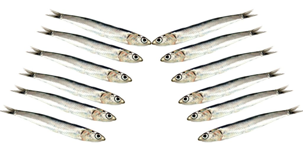 سمك السردين