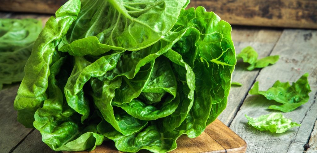 قالب من الخس