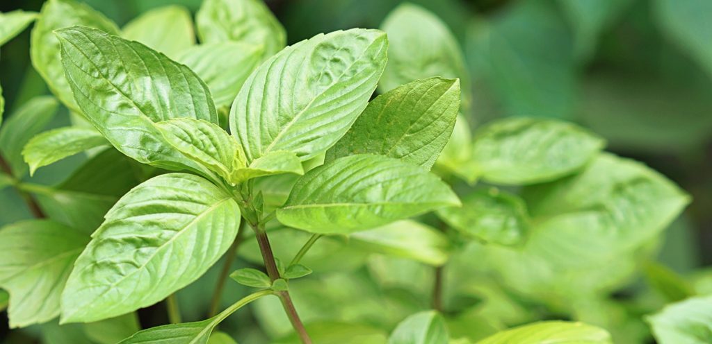 أوراق من النعناع