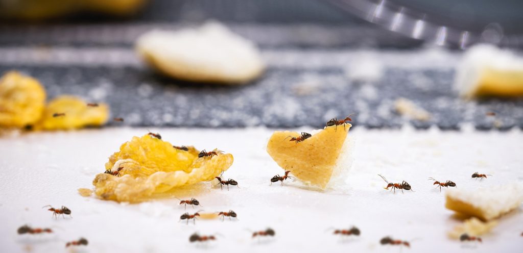 النمل في المطبخ