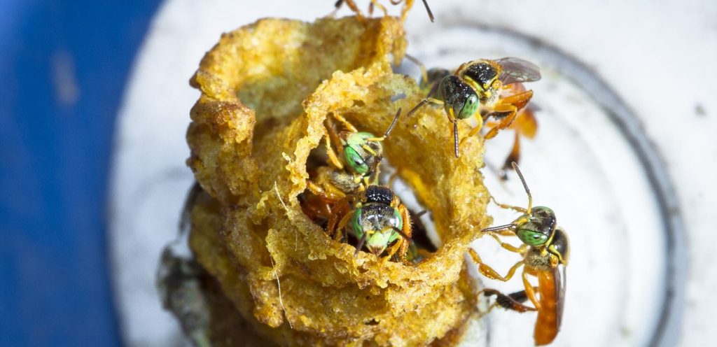 أشياء في المطبخ تخفف لدغات البعوض