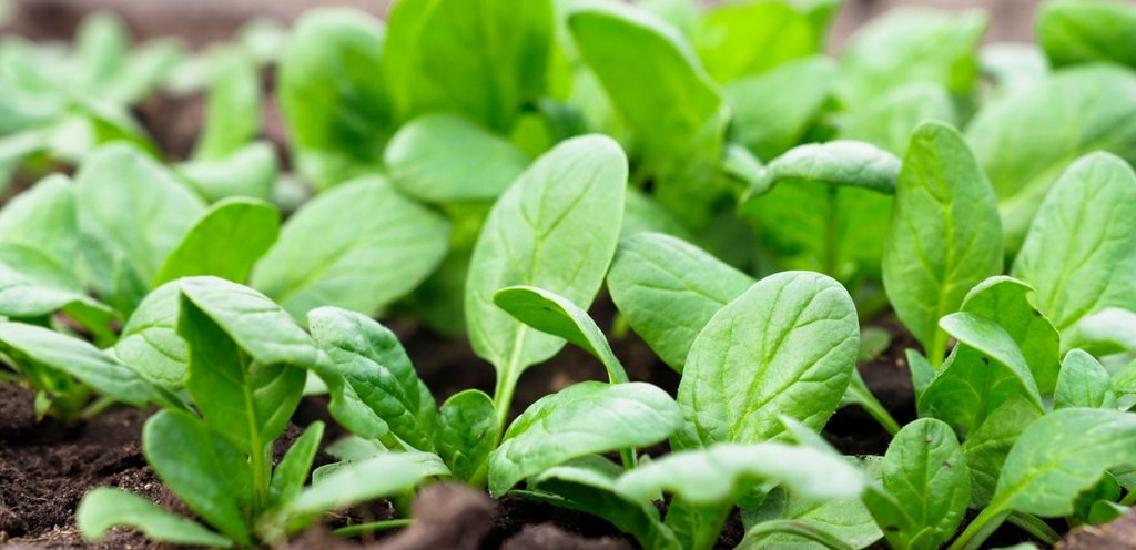 زراعة الجرجير