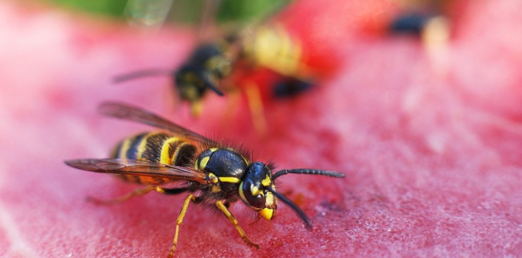 التخلص من ذبابة الفاكهة