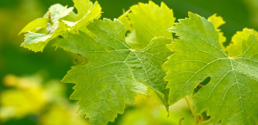 ورق عنب طازج