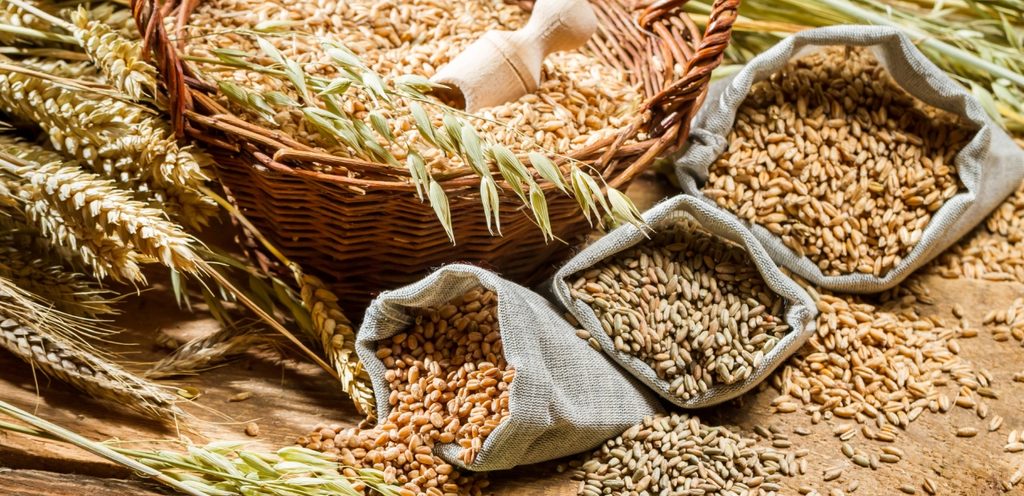 حبوب القمح الجافة
