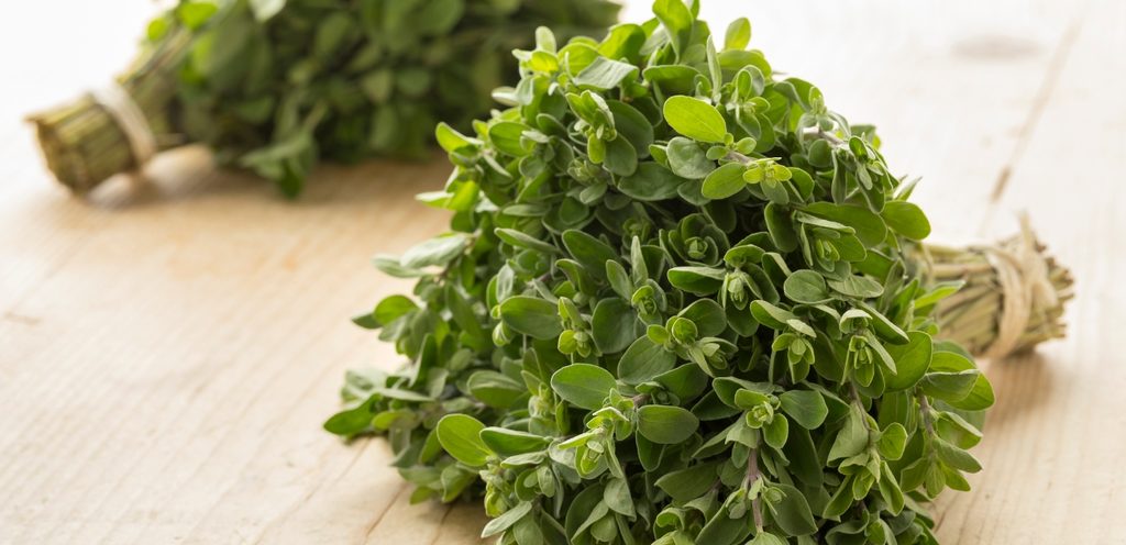 المردقوش الأخضر