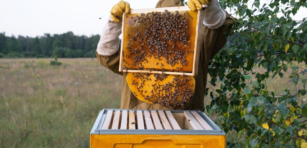 مربي نحل يحمل إطارًا مع عسل من خلية نحل