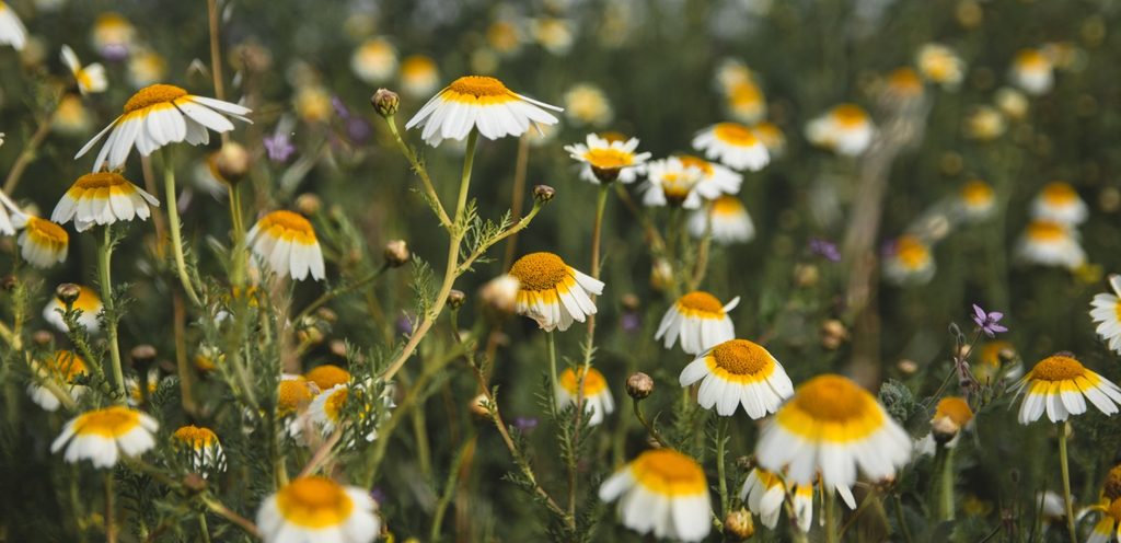 زهرة البابونج