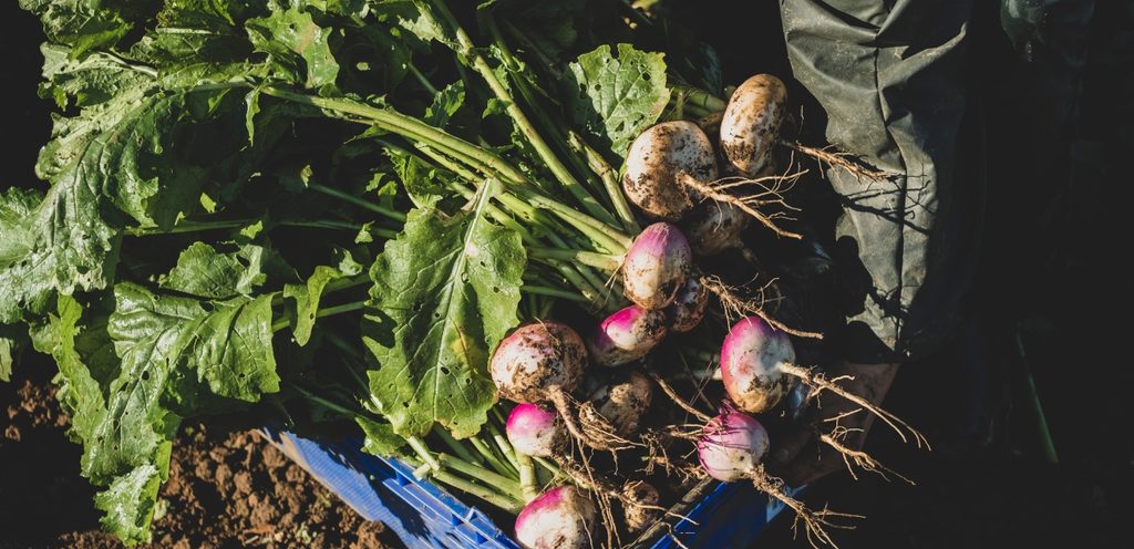 زراعة اللفت