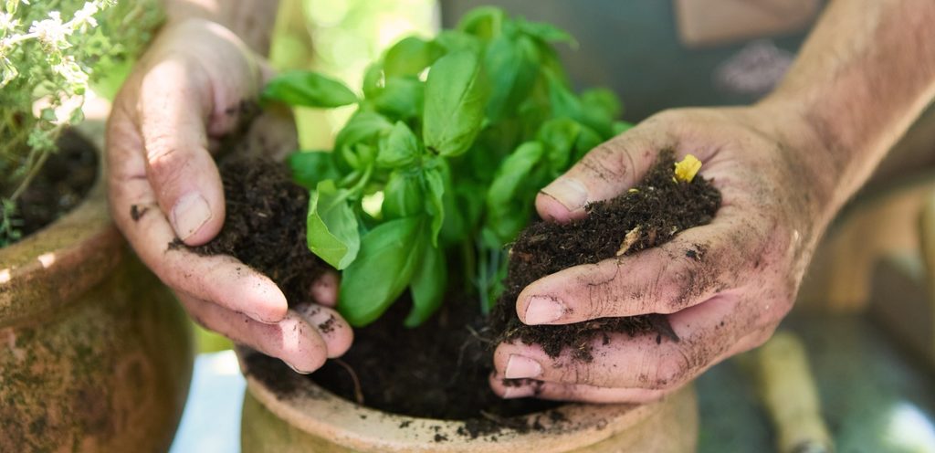 زراعة الريحان بخطوات بسيطة