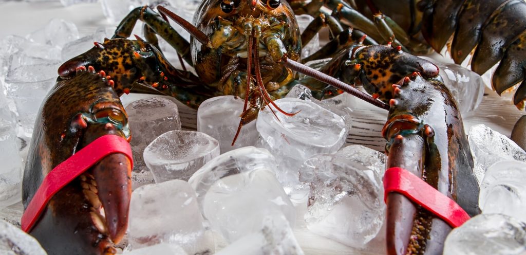 ربط مقصات الاستاكوزا