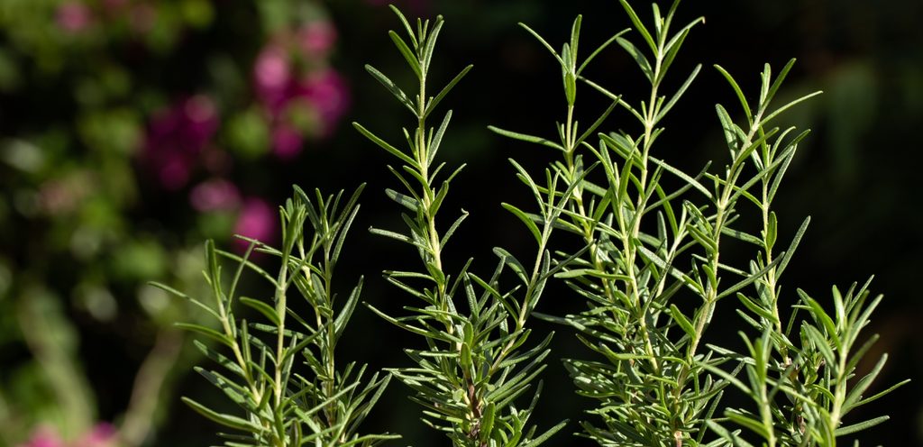 إكليل الجبل الطازج