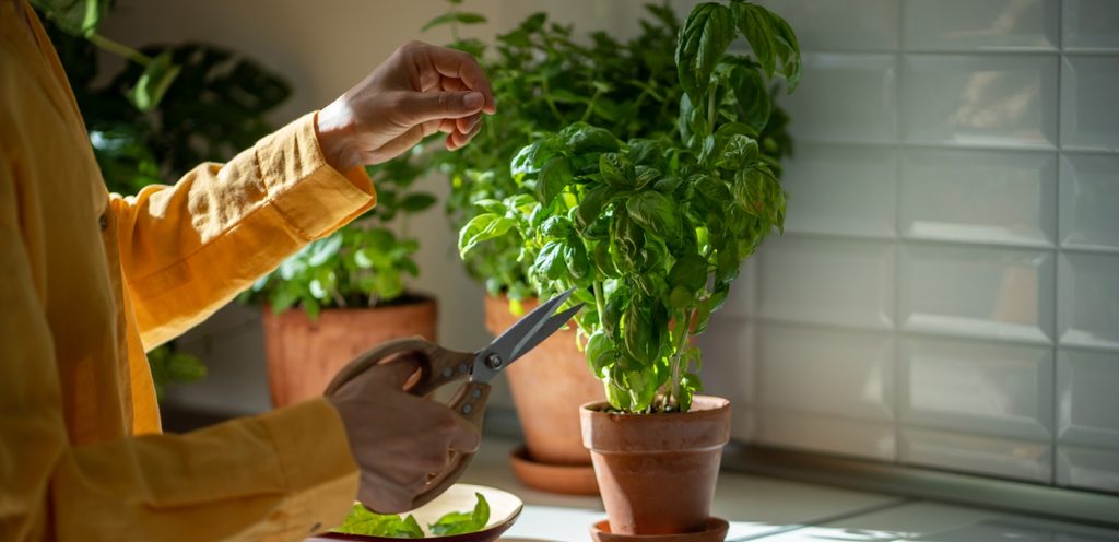 زراعة الريحان في المطبخ