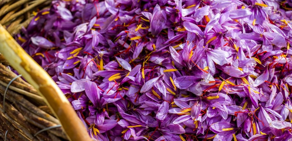 الزهرة التي يستخرج منها العصفر