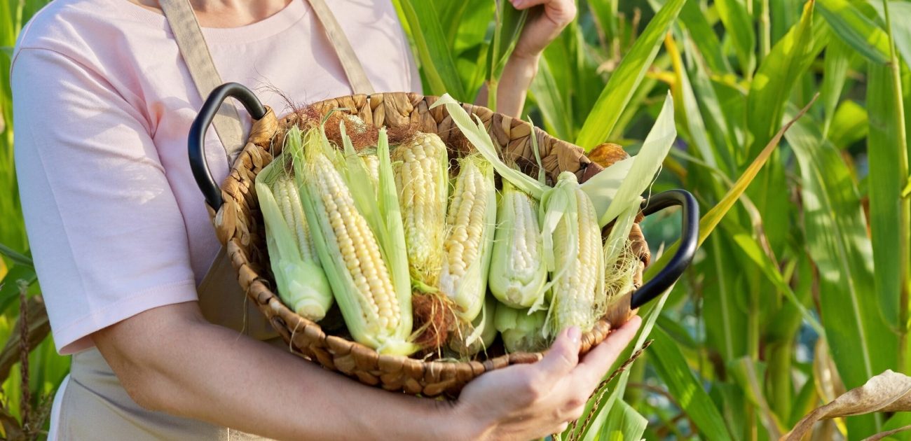 ما السر وراء صحة الأمعاء واختبار الذرة الحلوة؟ إليكم الإجابة