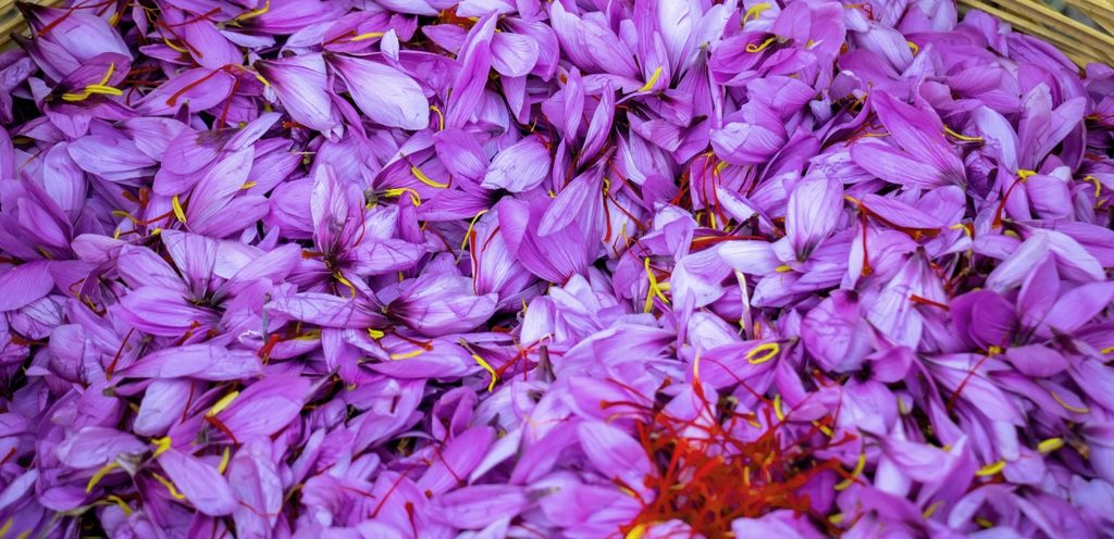 الوردة التي يستخرج منها العصفر