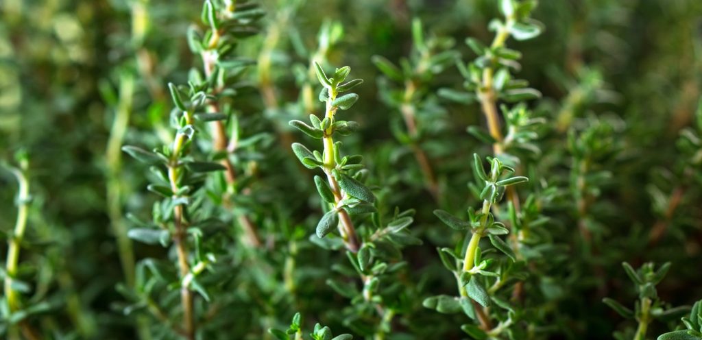 يمكن زراعة الزعتر في حديقة المنزل