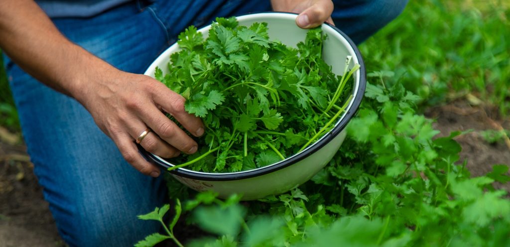 البقدونس الطازج