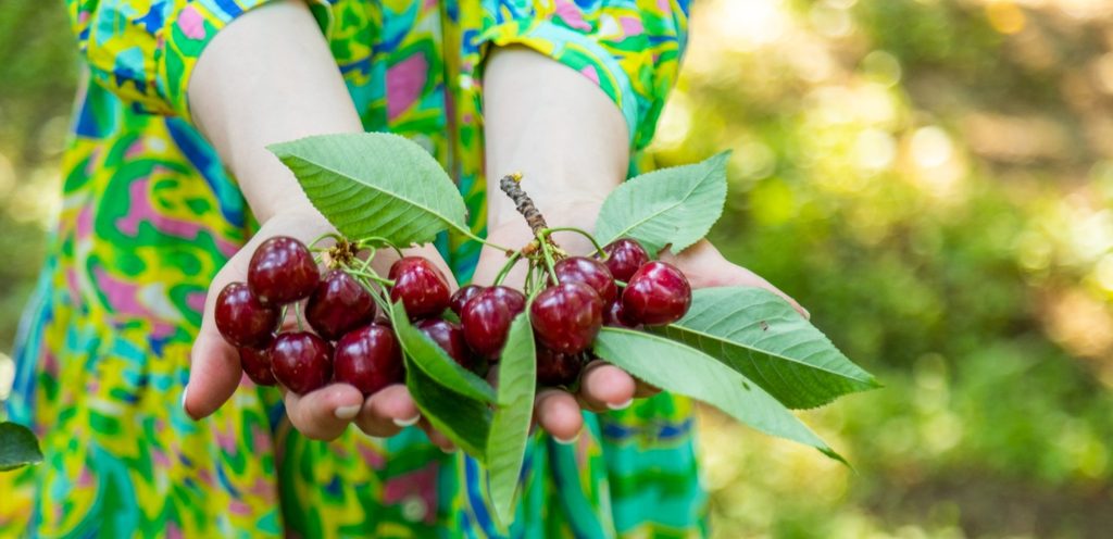 الكرز من الأطعمة التي تحتوي فوائد غذائية متنوعة
